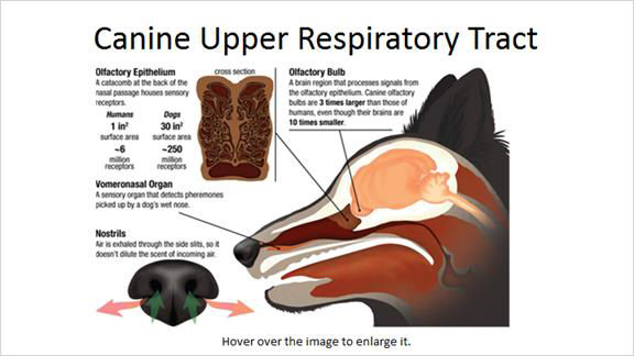 Dog s Sense Of Smell Louisville Pharmacy Your Local Louisville Pharmacy